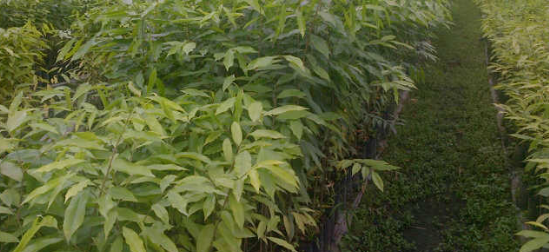 Harga Bibit Pohon Gaharu