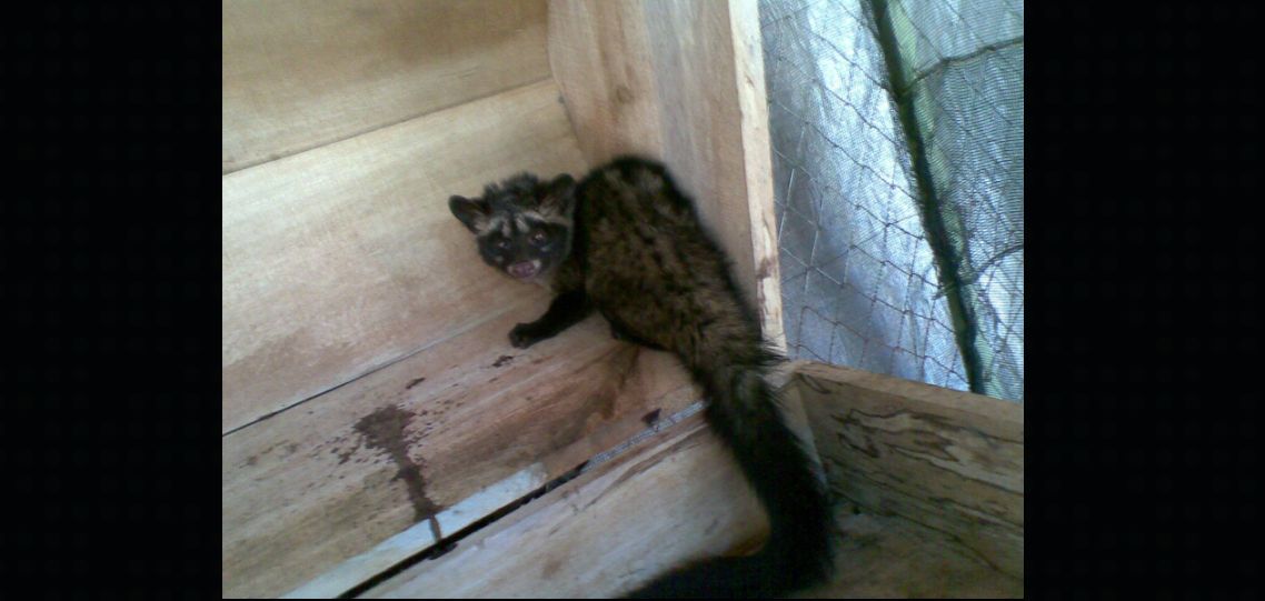 Original Civet Coffee Ijen and Andungsari Mountains