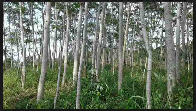 Manfaat Pohon Sengon