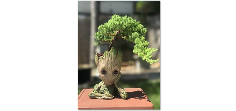 Benefits of Ornamental Plants at Home