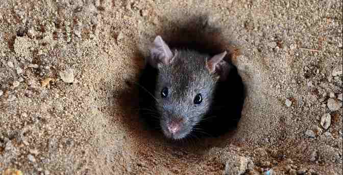 How to Get Rid of Rats in a Safe Home for Health